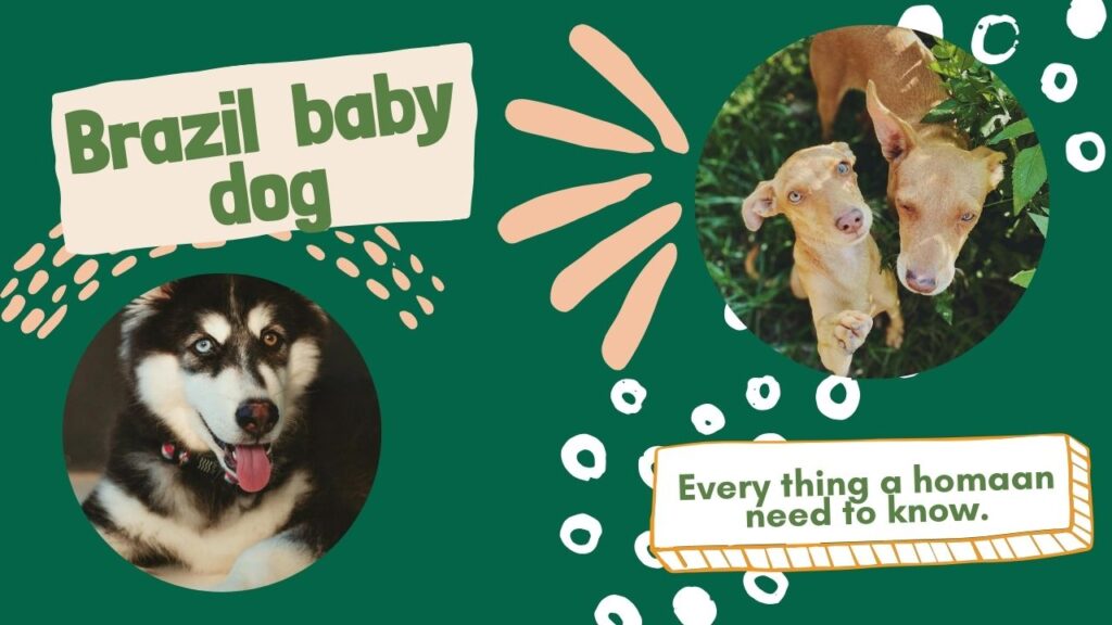 Brazil's street dogs