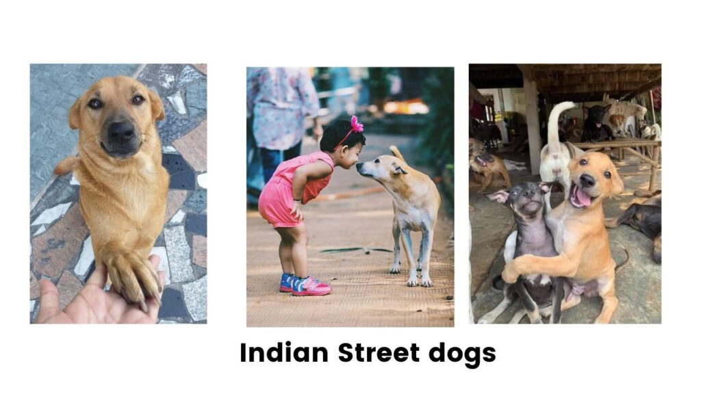 Indian street dogs