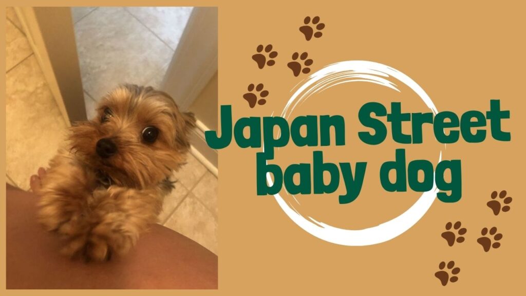 Japan's street dogs