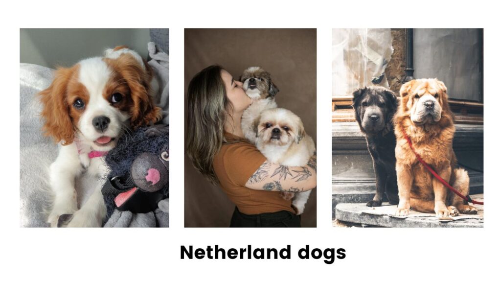 Netherland street dogs