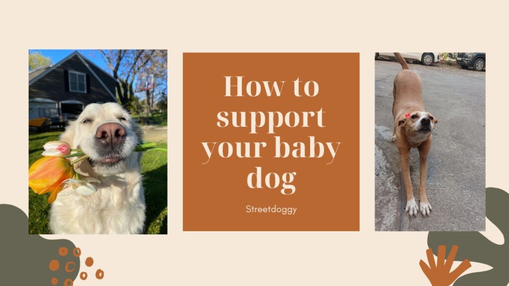 How to train Netherland Street Dog