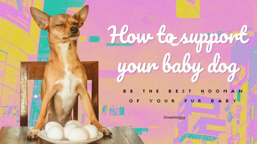 How to Train a Brazil Street Dog