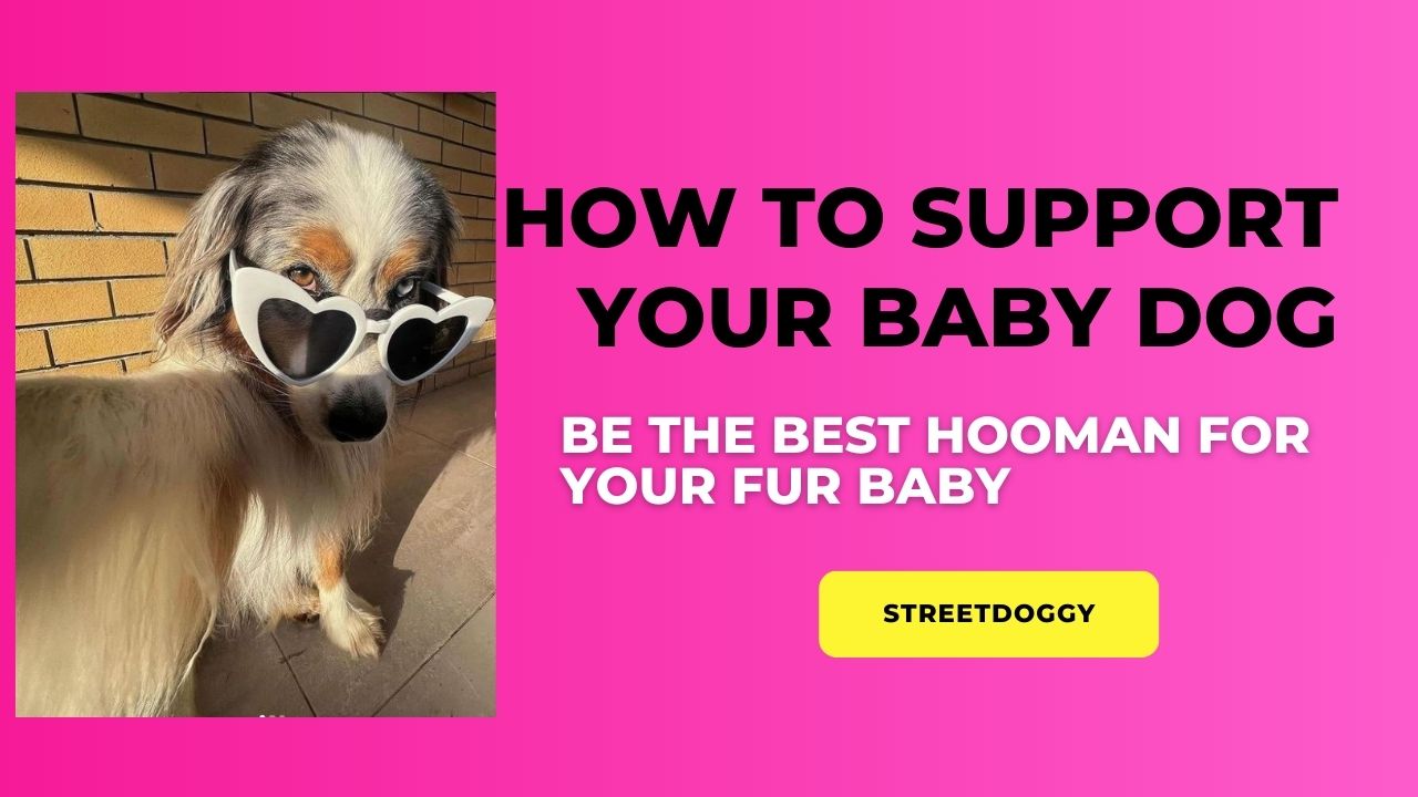 How to support your Street Dog Friends in the Czech Republic