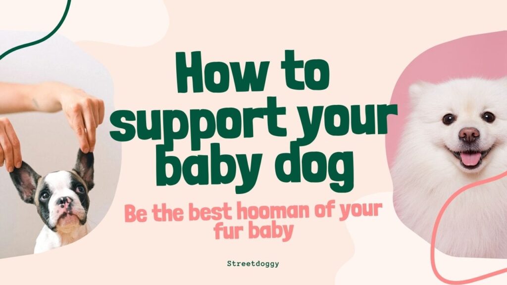 How to support and train Japan Street Dog