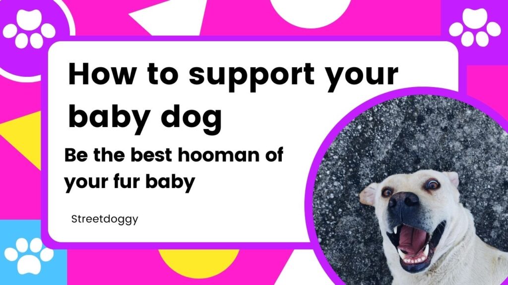 How to Train a Turkey Street Dog