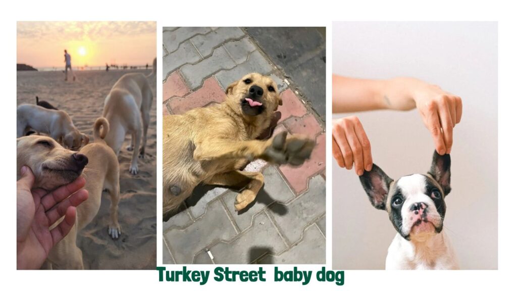 Turkey's street dogs