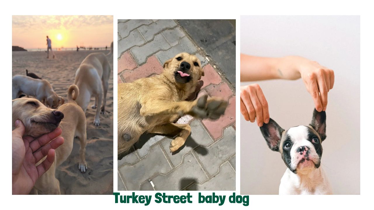 Turkey's street dogs