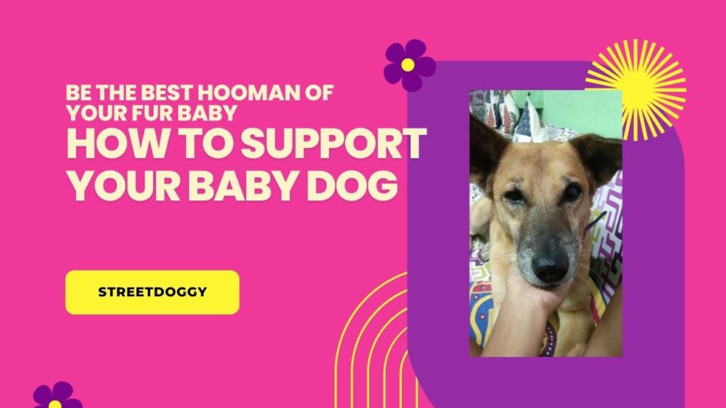 How to support your Dog