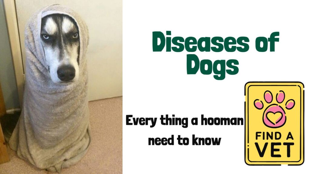 Common Diseases-of-Dogs
