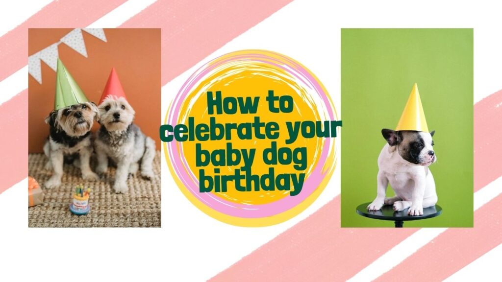 Celebrating Your Furry Friend: A Guide to Throwing the Perfect Dog Birthday Party