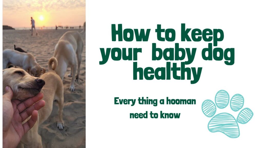 common ways to keep your dog healthy