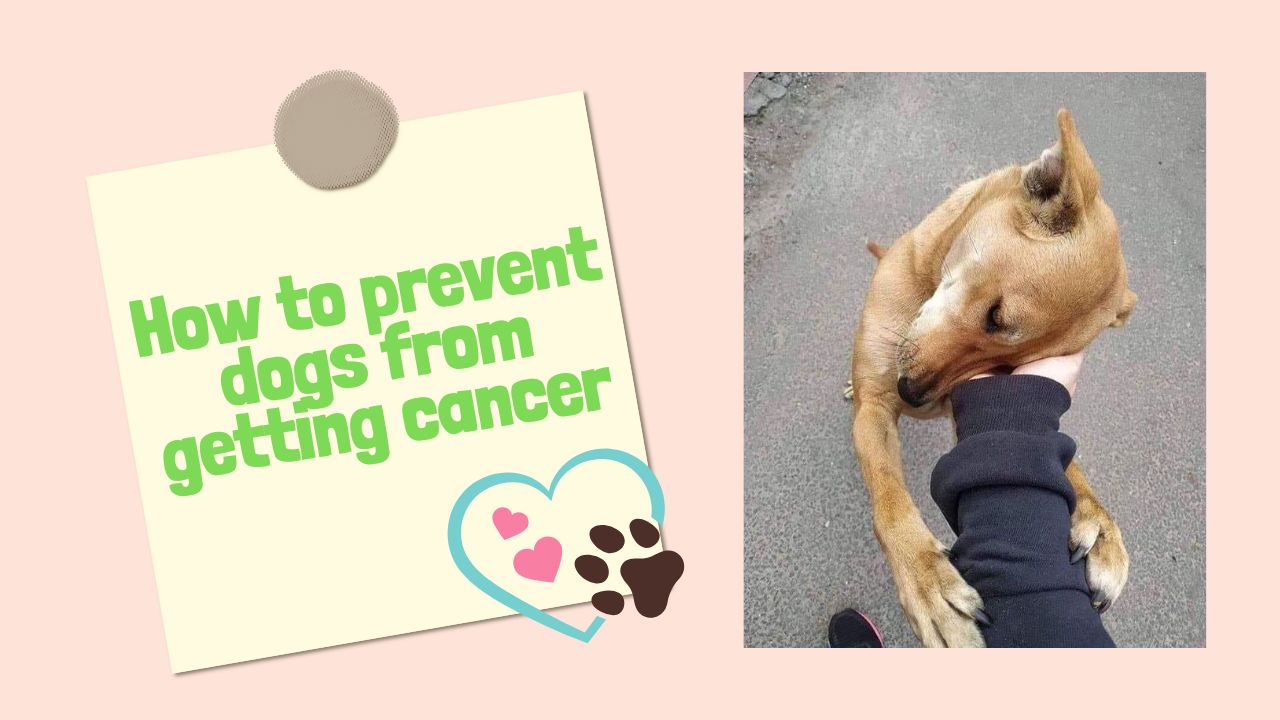 How to prevent dogs from getting cancer