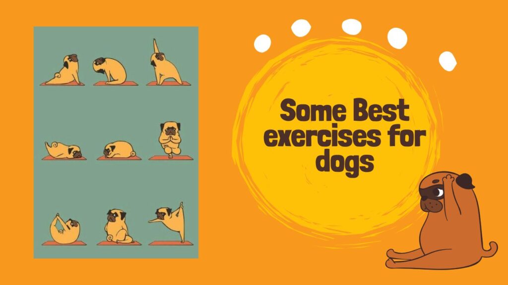 some Best exercises for dogs