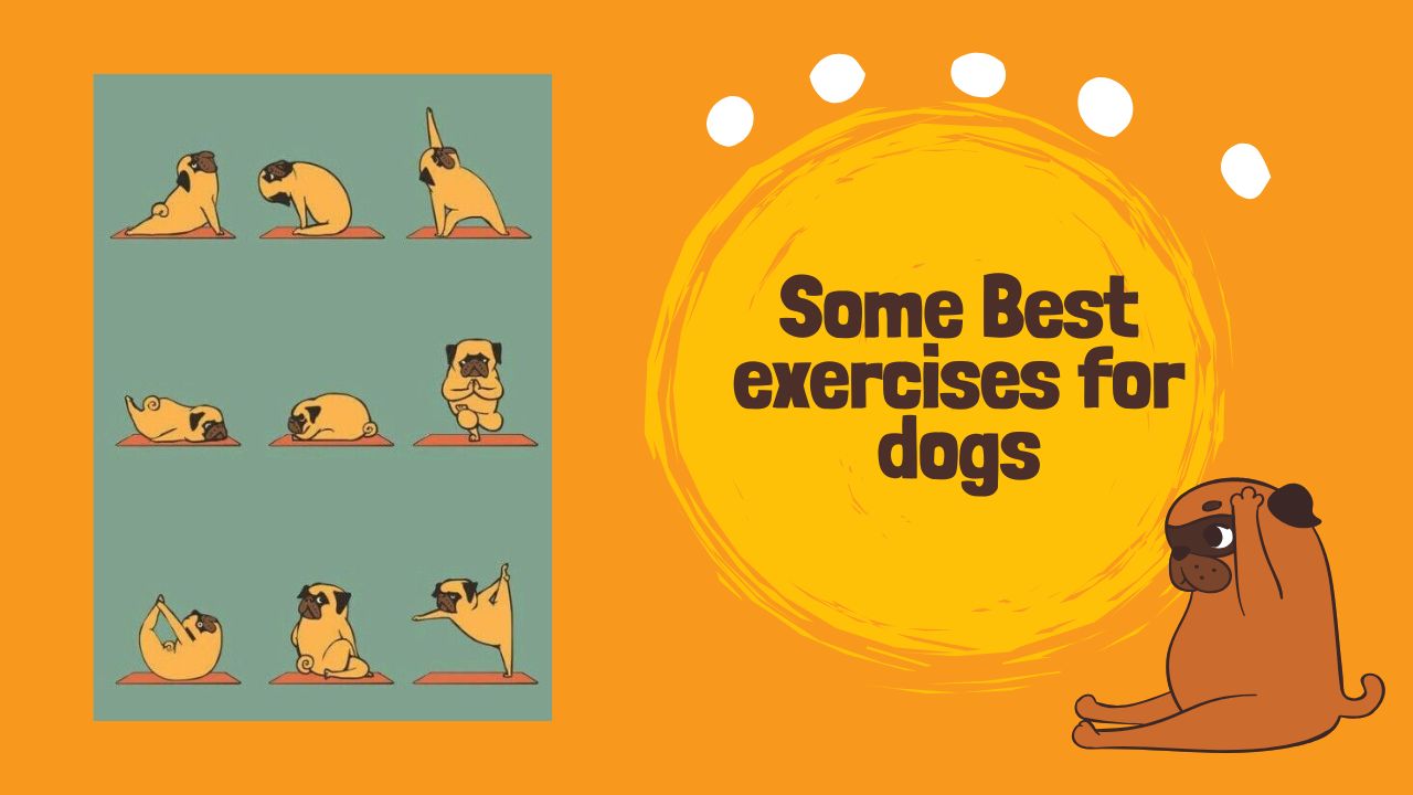some Best exercises for dogs