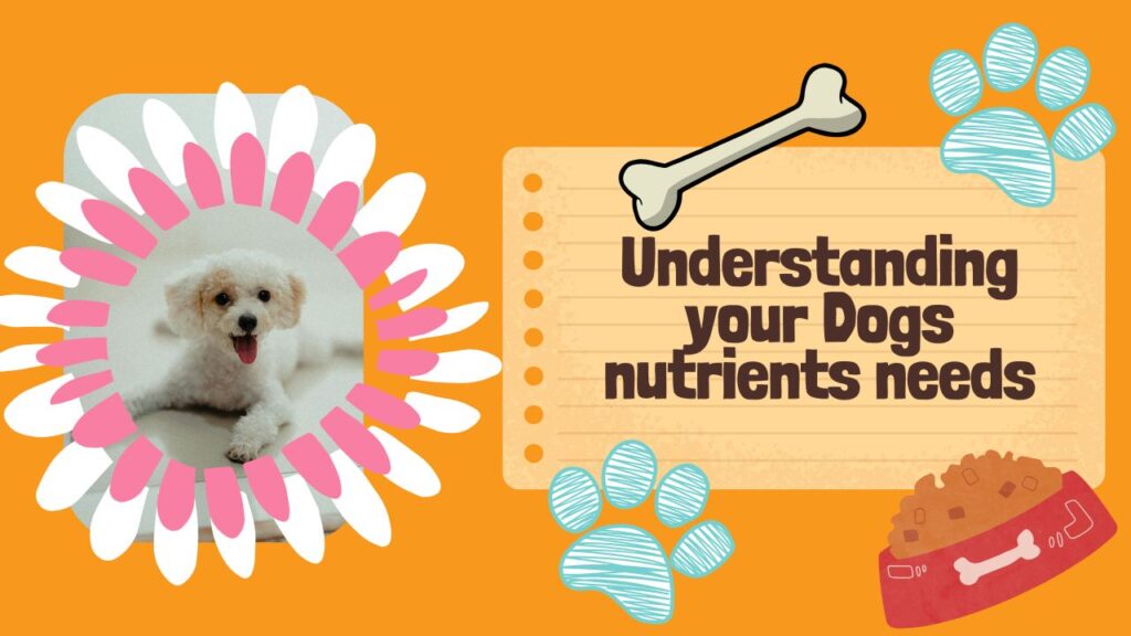 Understanding your Dogs nutrients needs