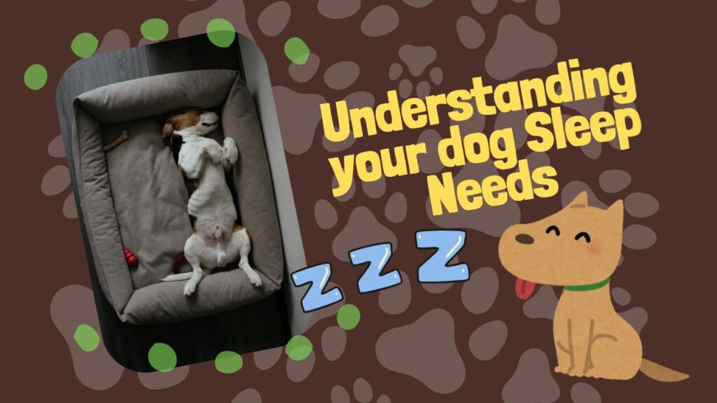 Understanding your dog Sleep Needs