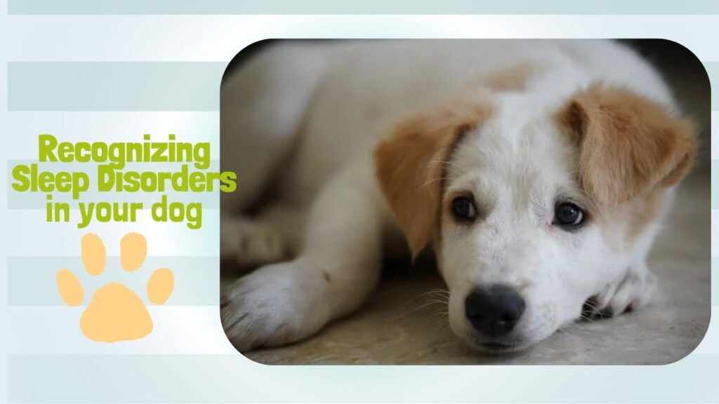 Is Your Dog Tossing All Night? How to Spot Canine Sleep Issues