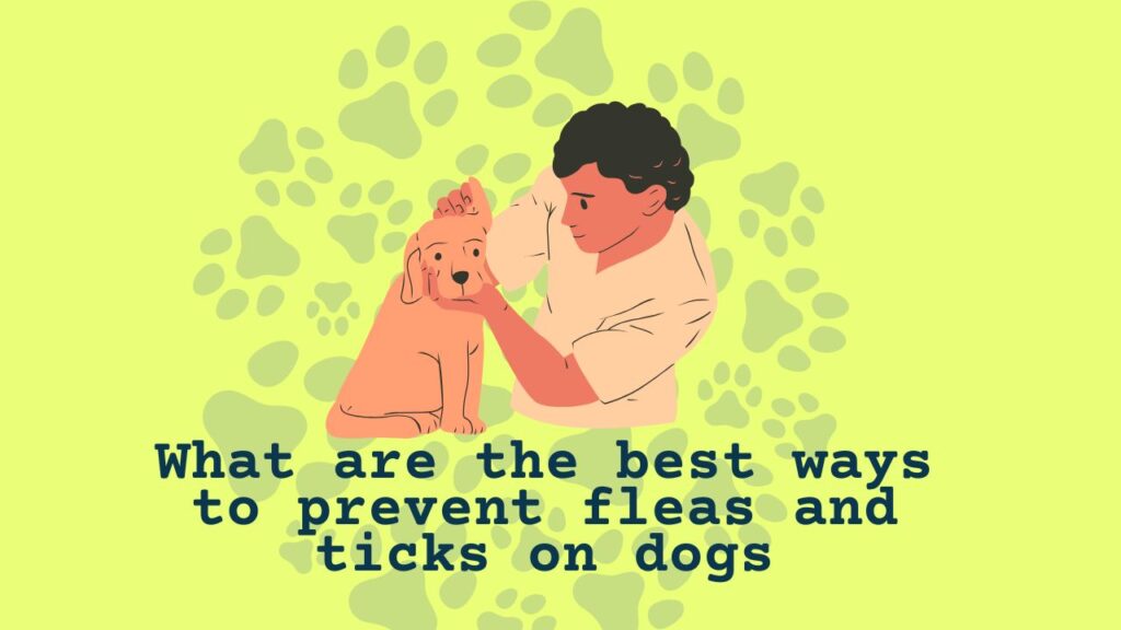 What are the best ways to prevent fleas and ticks on dogs