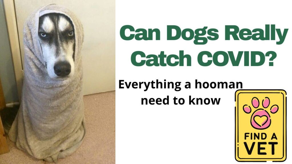 Can Dogs Really Catch COVID?