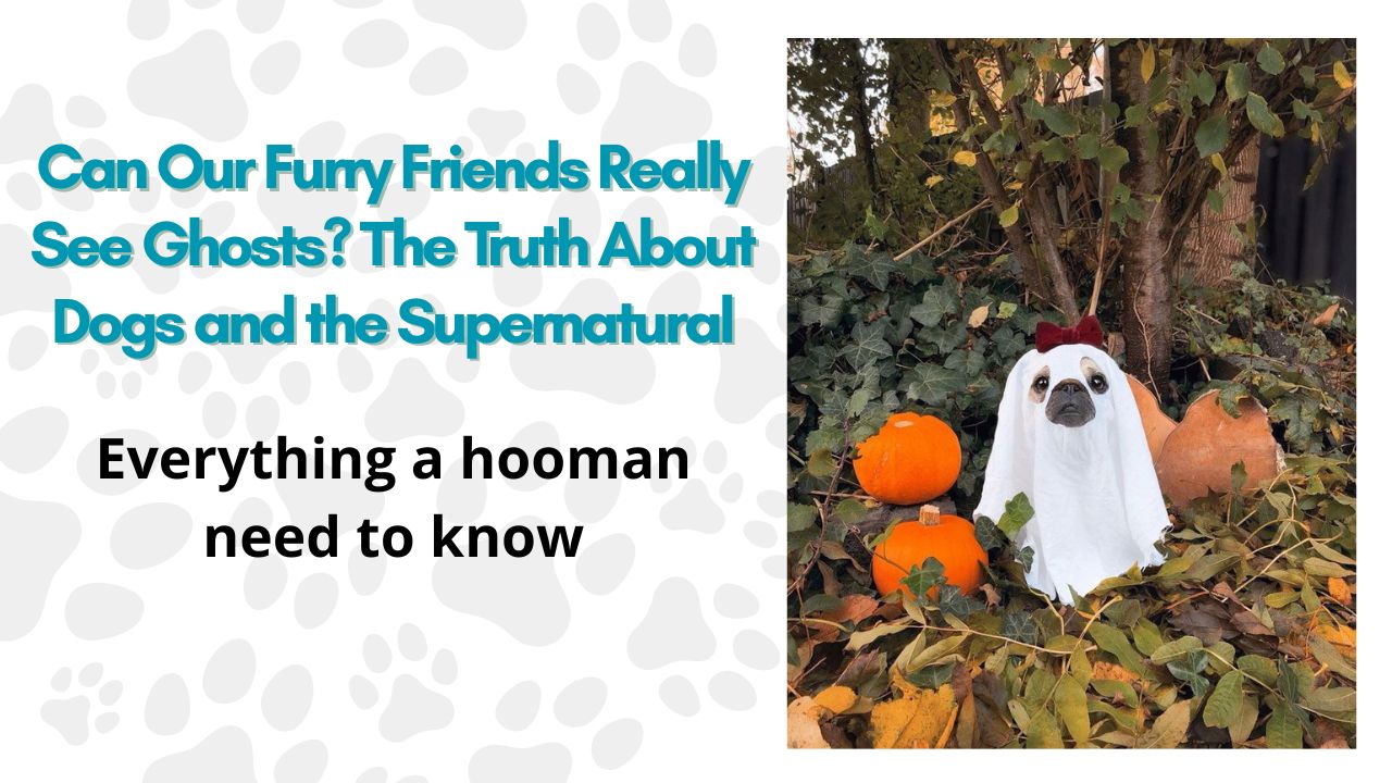 Can Our Furry Friends Really See Ghosts? The Truth About Dogs and the Supernatural