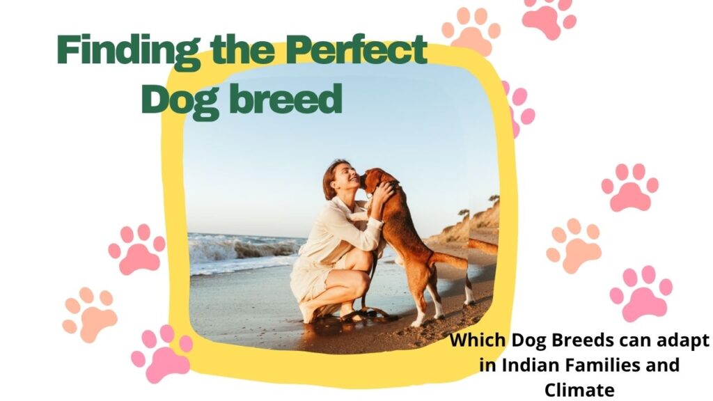 Finding the Perfect Dog breed