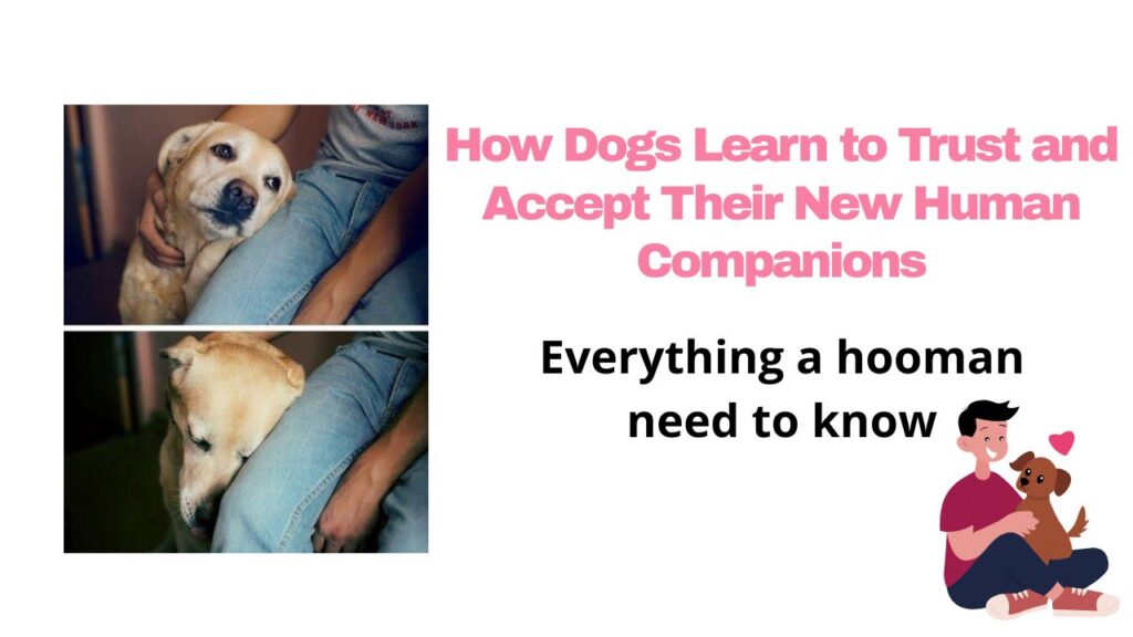How Dogs Learn to Trust and Accept Their New Human Companions