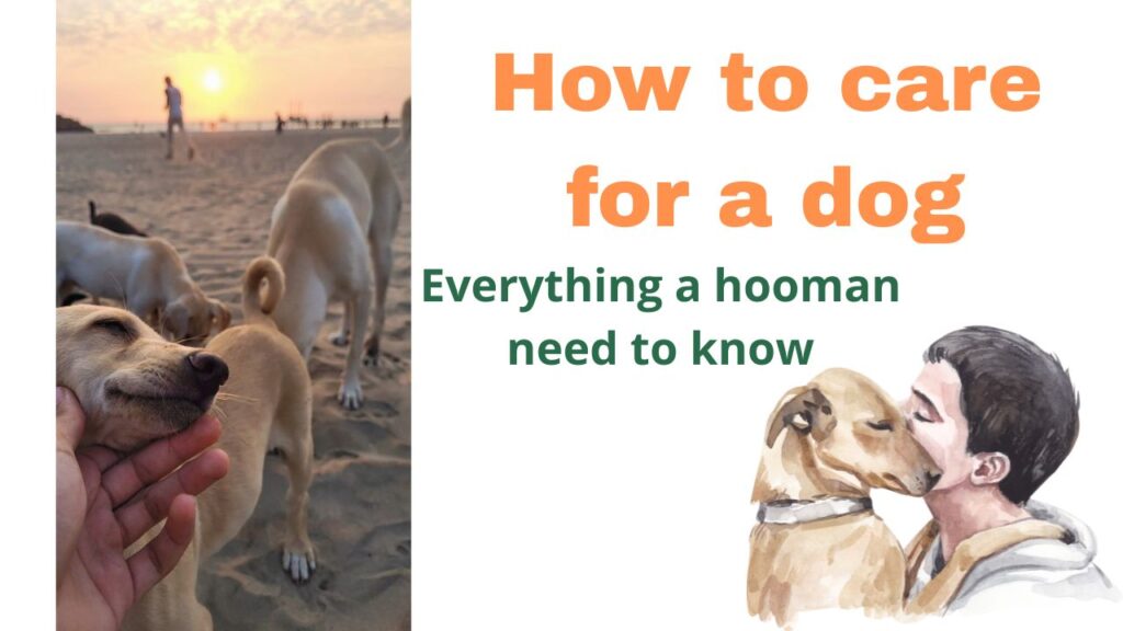 How to care for a dog: Nurturing your furry Companion like family.