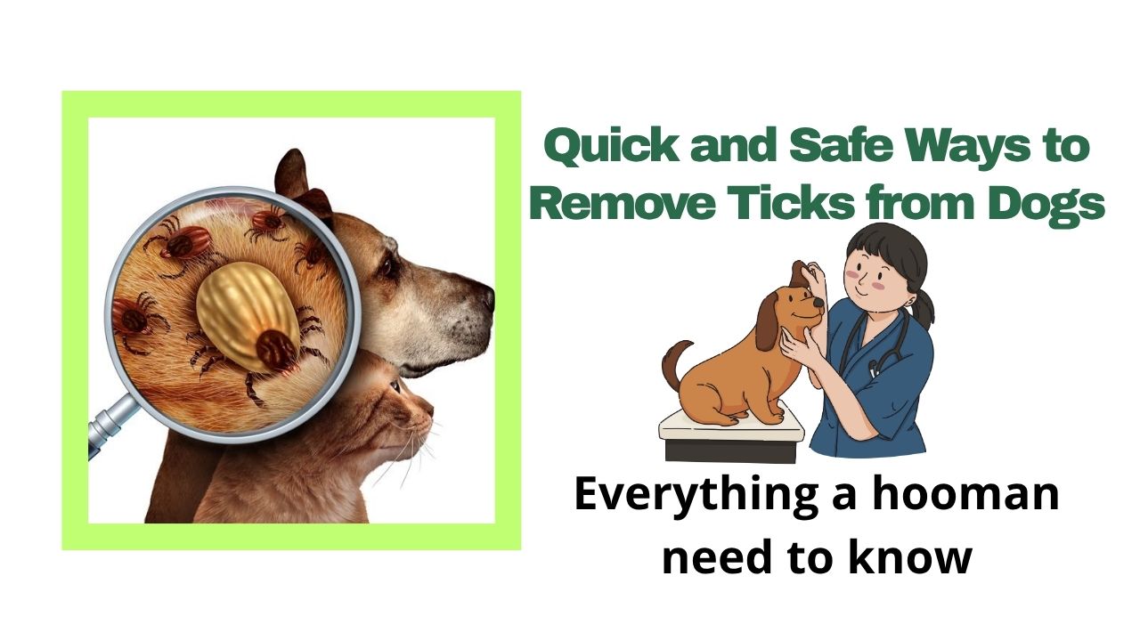 Quick and Safe Ways to Remove Ticks from Dogs