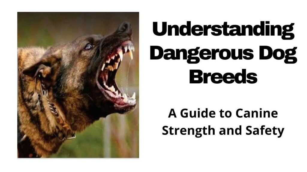 Understanding Dangerous Dog Breeds: A Guide to Canine Strength and Safety