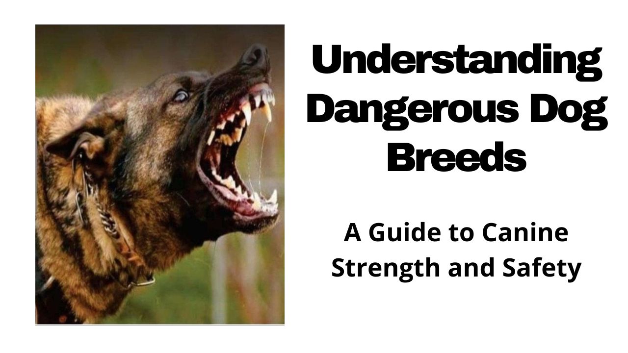 Understanding Dangerous Dog Breeds: A Guide to Canine Strength and Safety