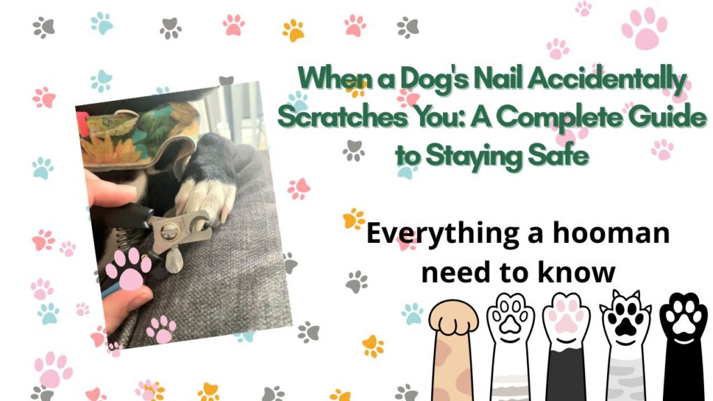 When a Dog's Nail Accidentally Scratches You: A Complete Guide to Staying Safe