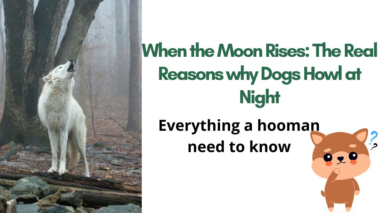 When the Moon Rises: The Real Reasons Dogs Howl at Night