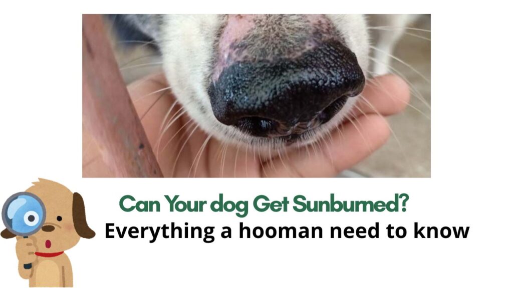 Can Your Furry Friend Get Sunburned? A Complete Guide to Protecting Dogs from Sun Damage