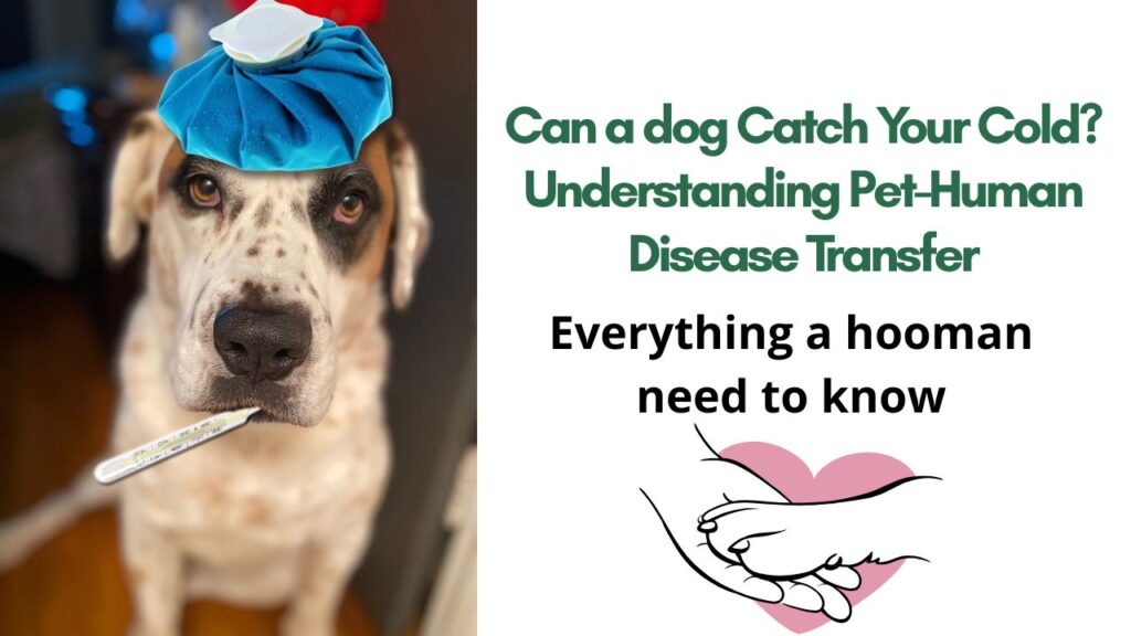 Can Your Furry Friend Catch Your Cold? Understanding Pet-Human Disease Transfer