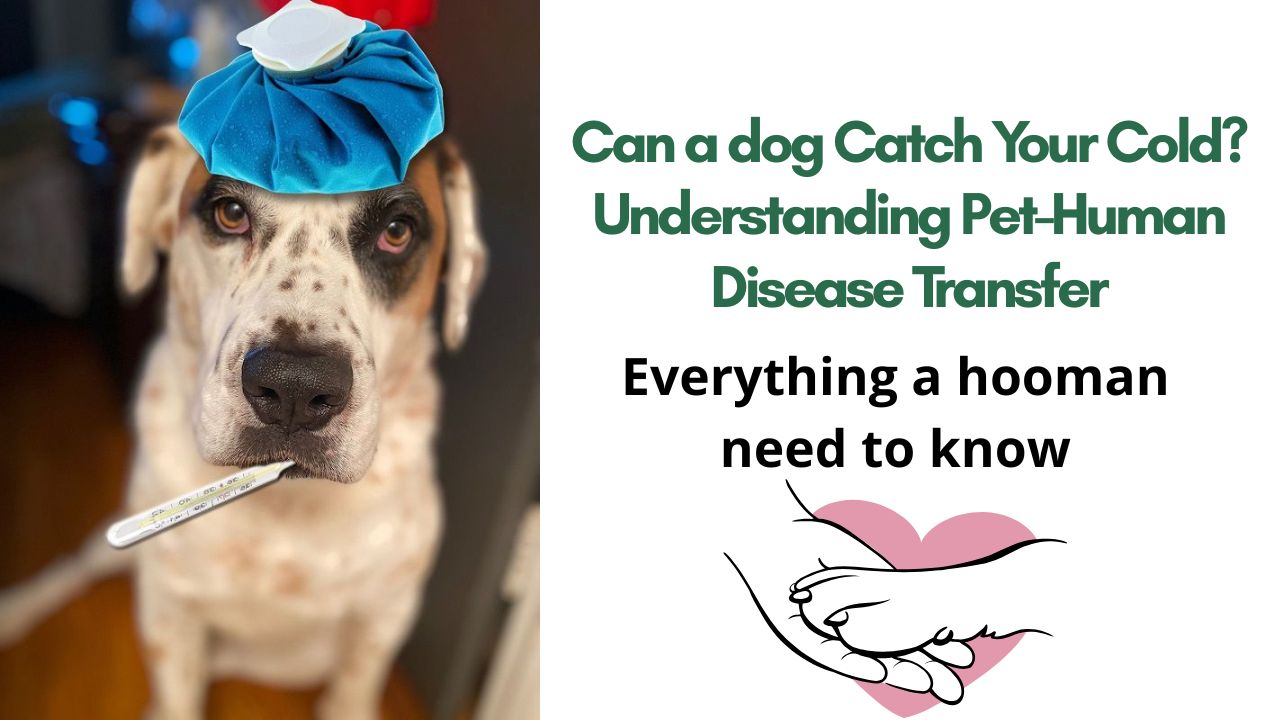 Can Your Furry Friend Catch Your Cold? Understanding Pet-Human Disease Transfer