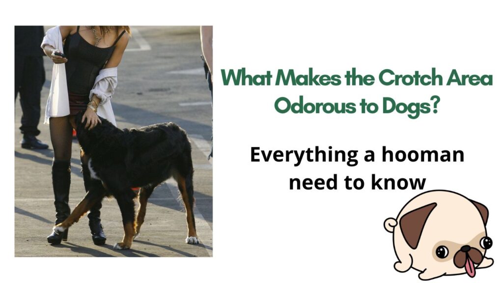 What Makes the Crotch Area Odorous to Dogs?