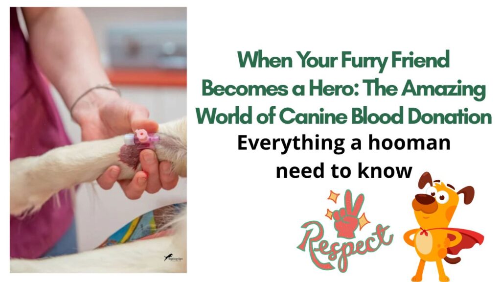 When Your Furry Friend Becomes a Hero: The Amazing World of Canine Blood Donation